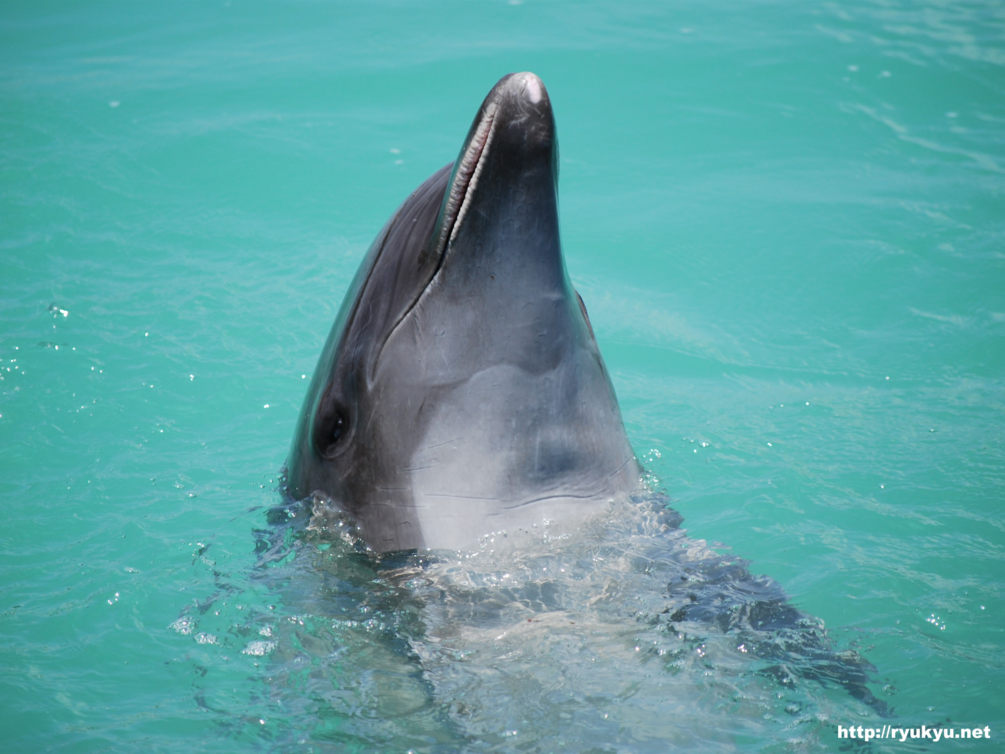 ルネッサンスリゾート