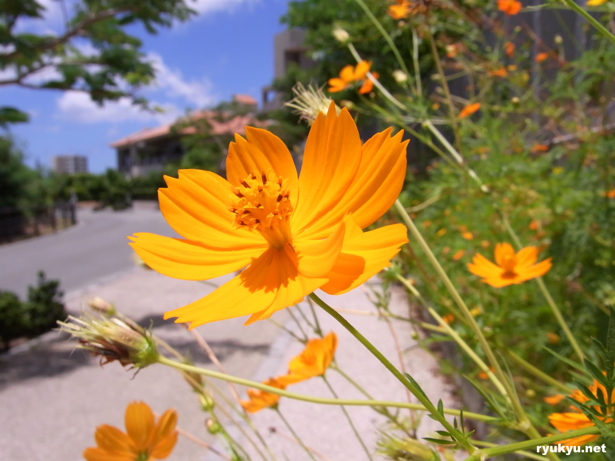 那覇[首里地区]
