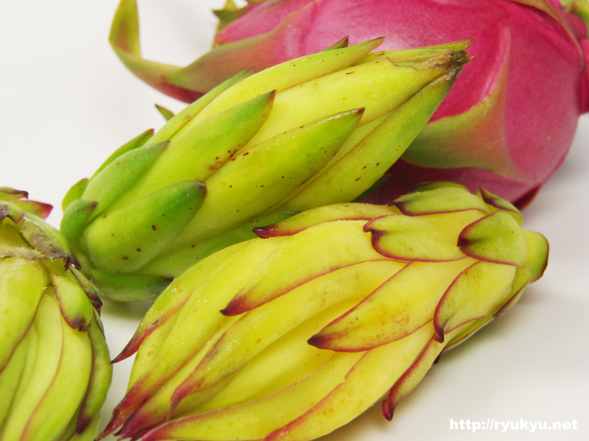 ドラゴンフルーツとその花芽