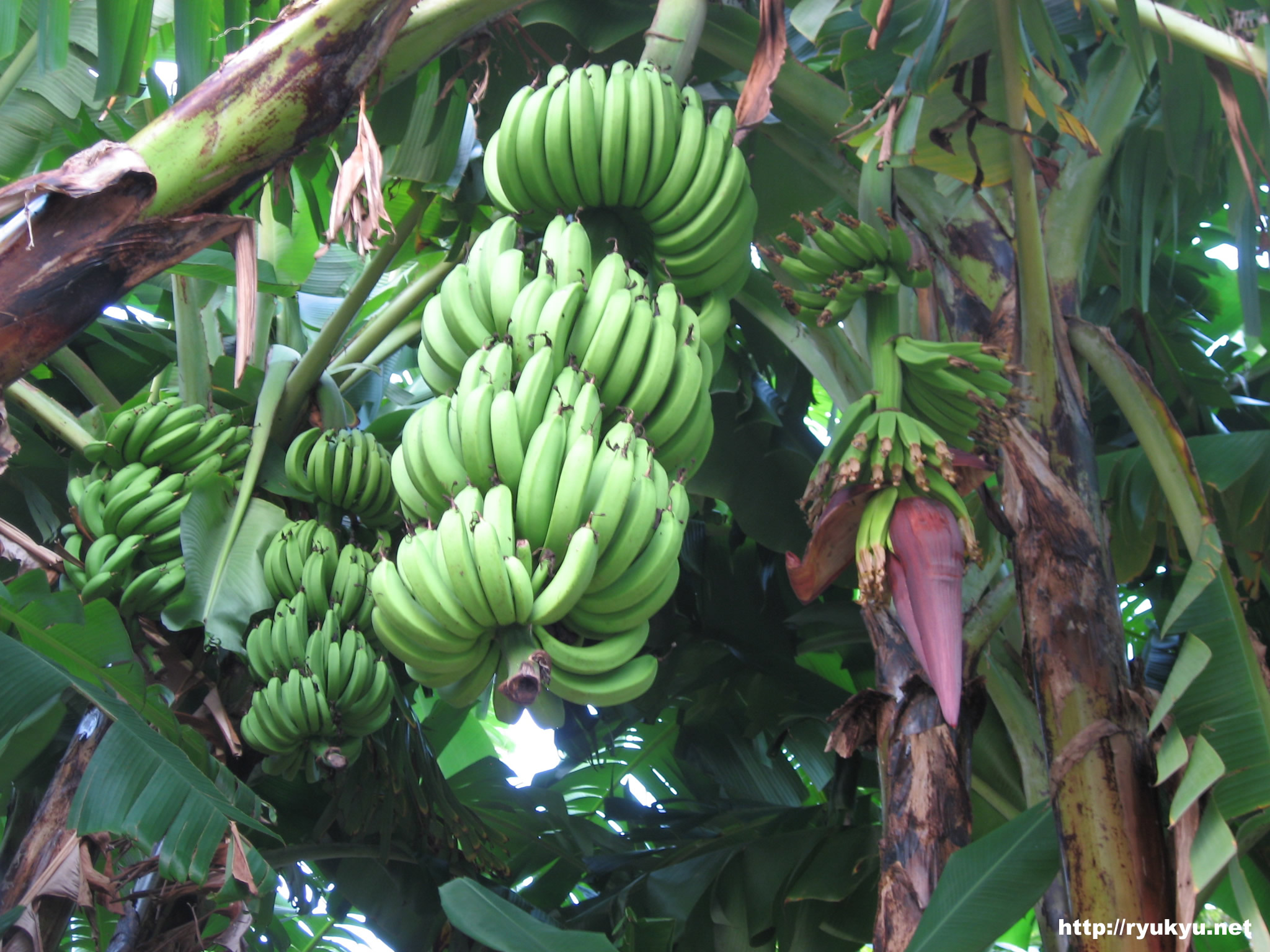 バナナとバナナの花