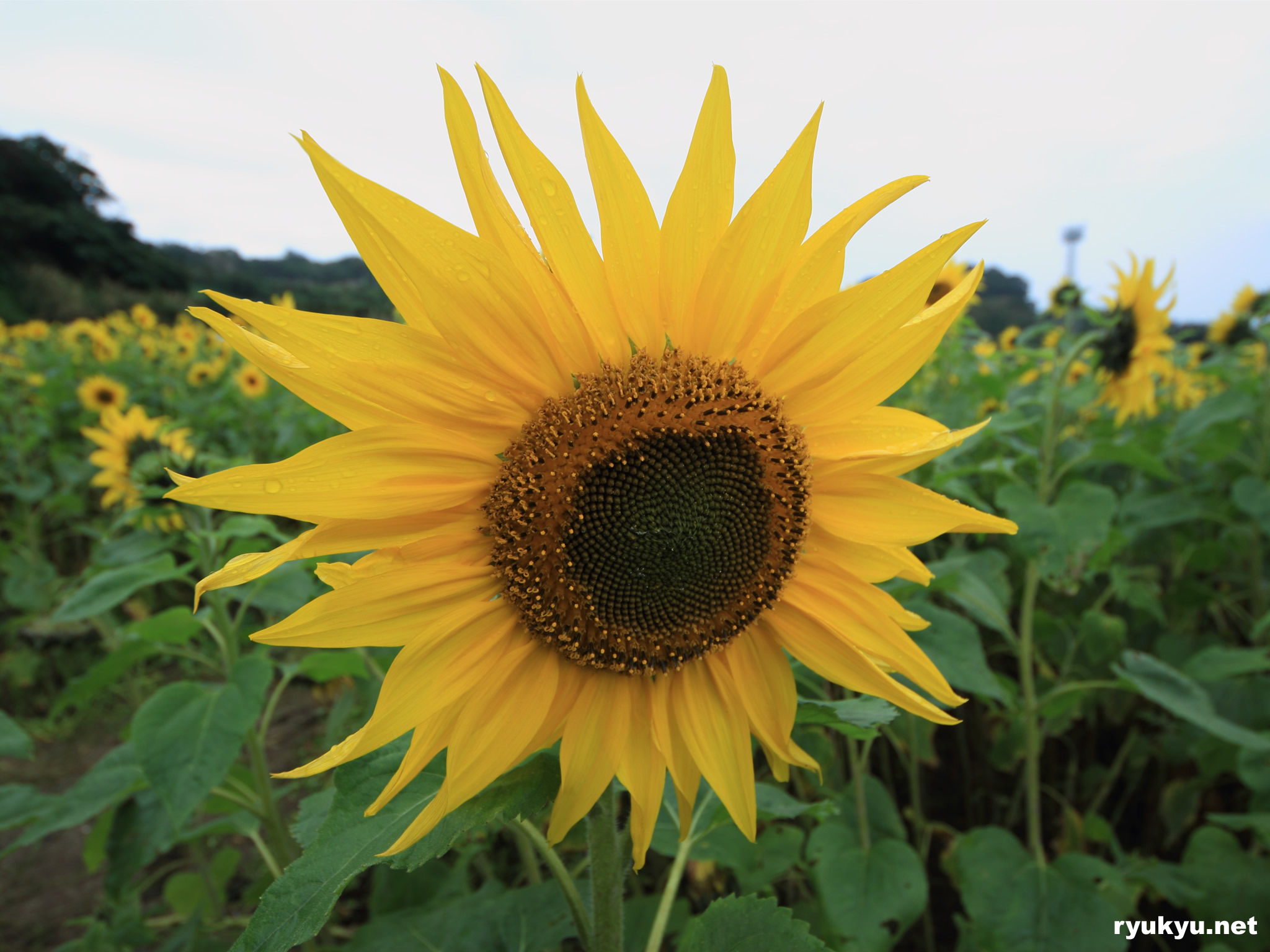 向日葵[北中城]