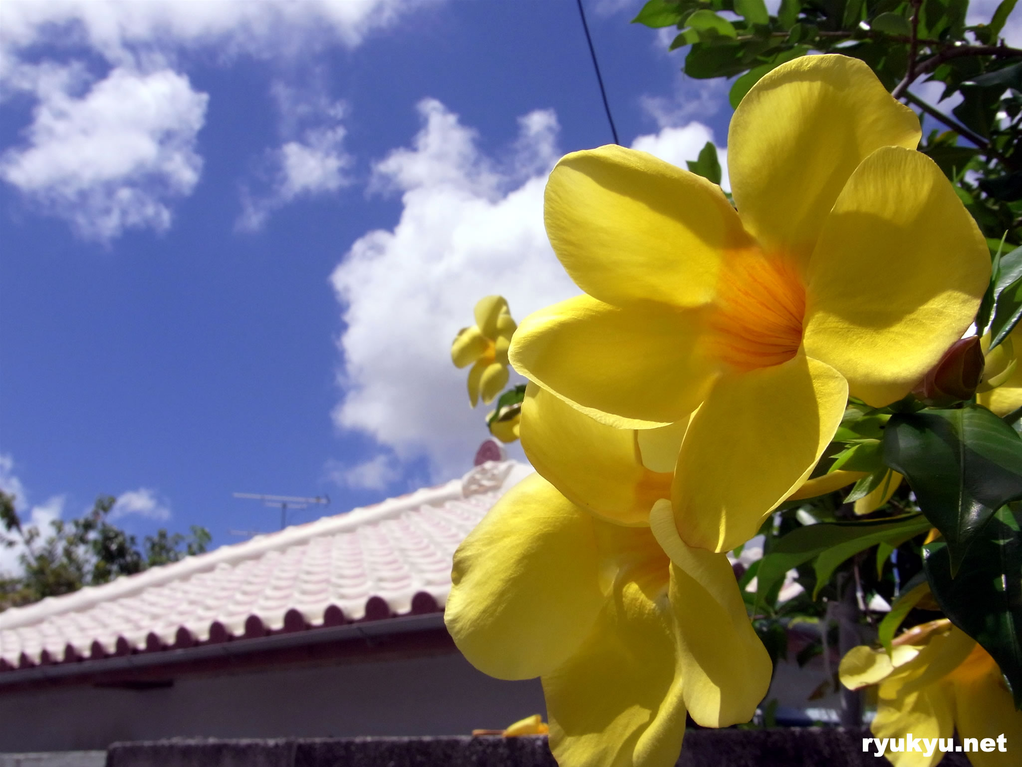 アリアケカズラ