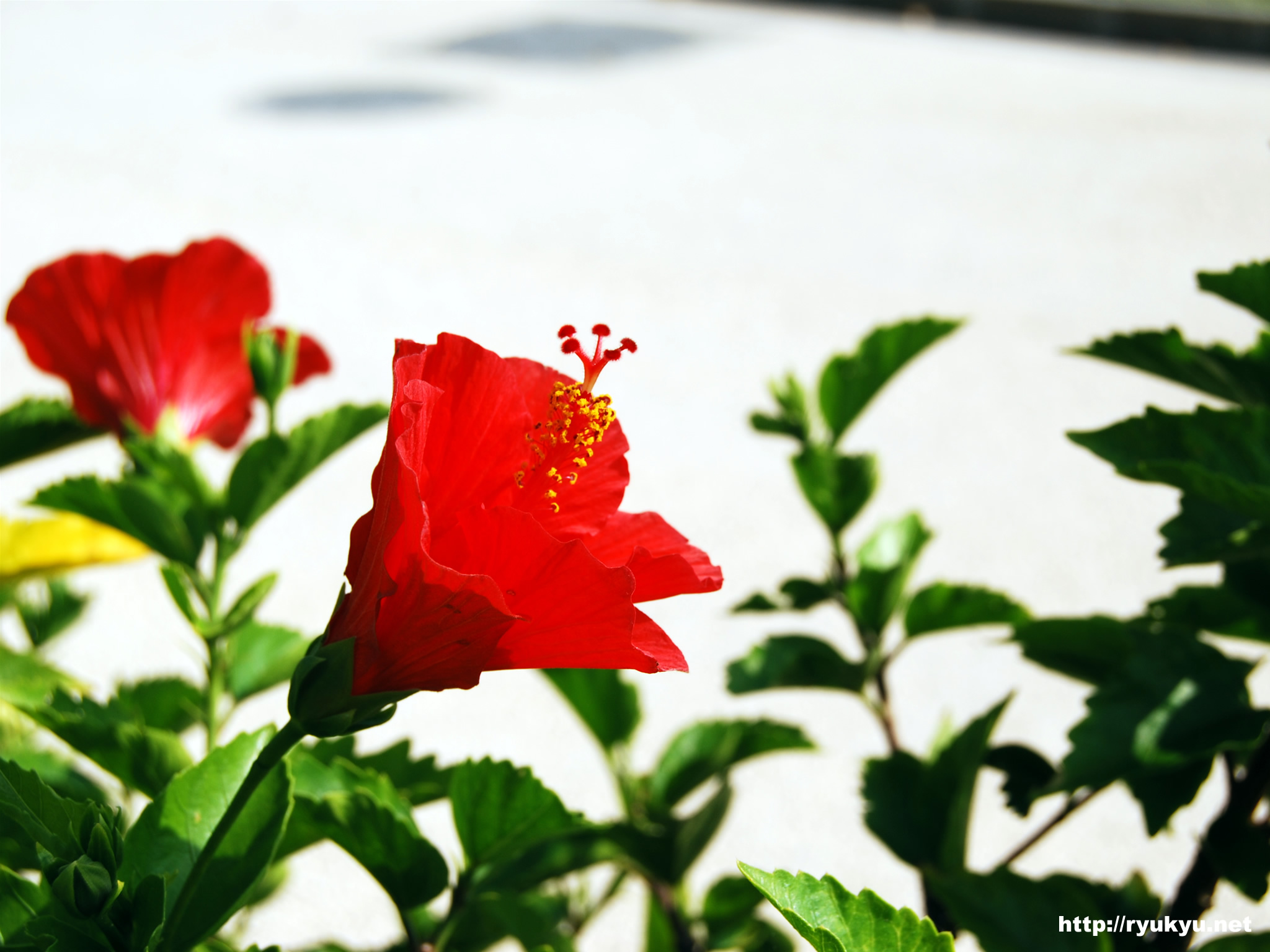 ルネッサンスリゾート