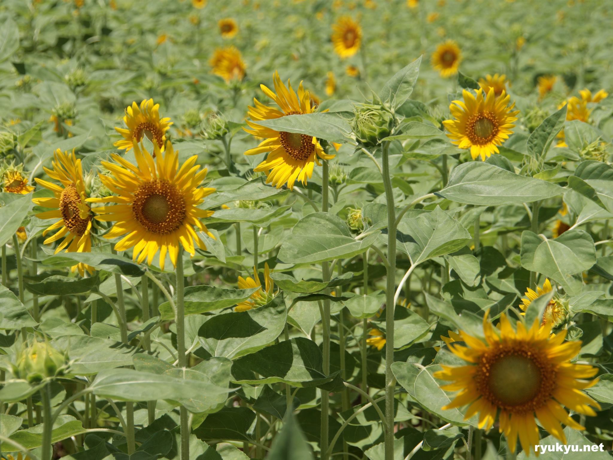 向日葵[読谷]