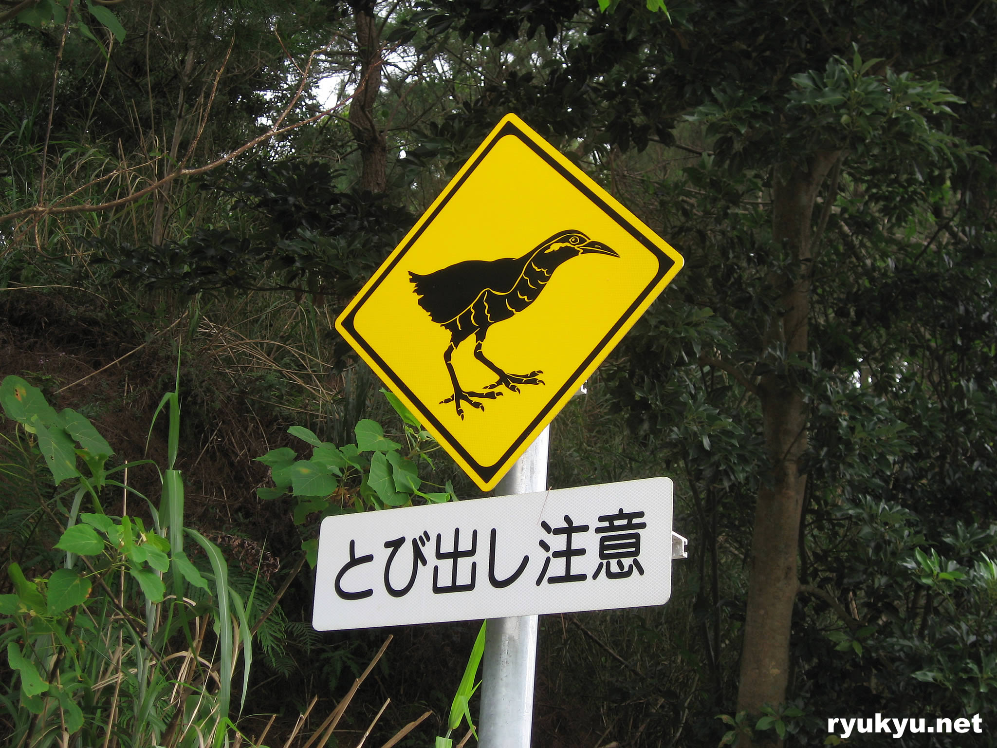 国頭村[国道７０号沿い]