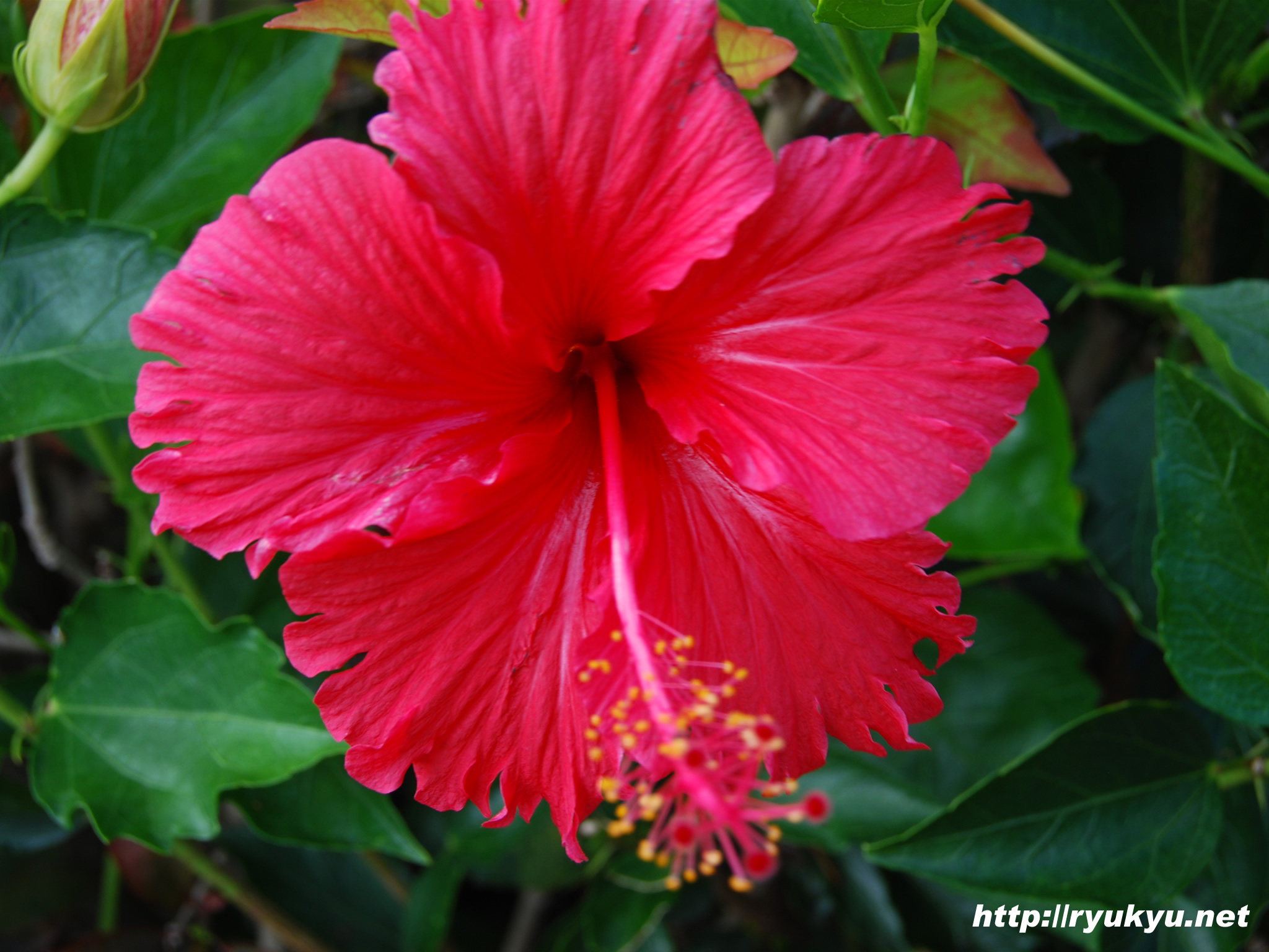 ハイビスカス[新原ビーチ]