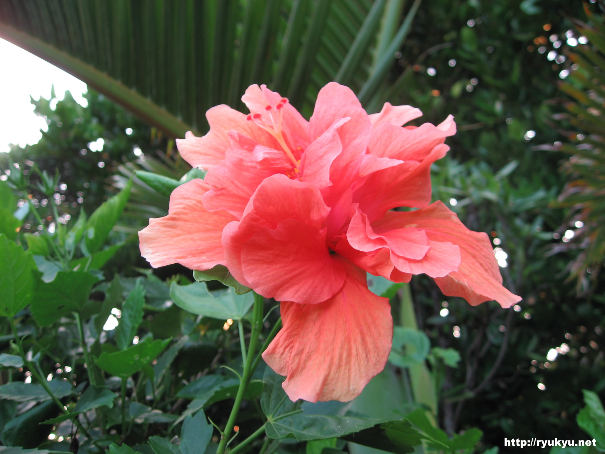 ハイビスカス[中村家]