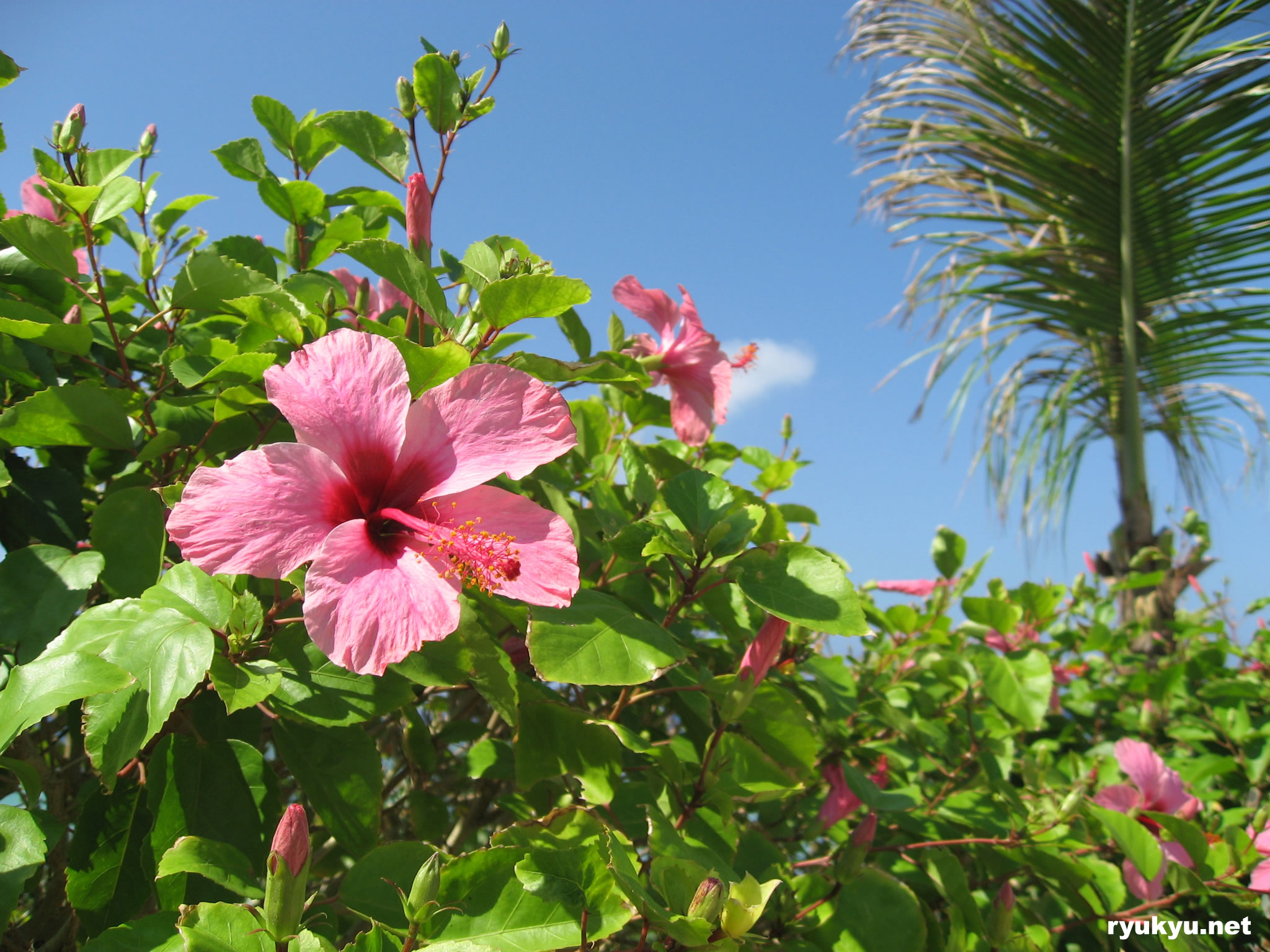 ハイビスカス[ホテル日航アリビラ]