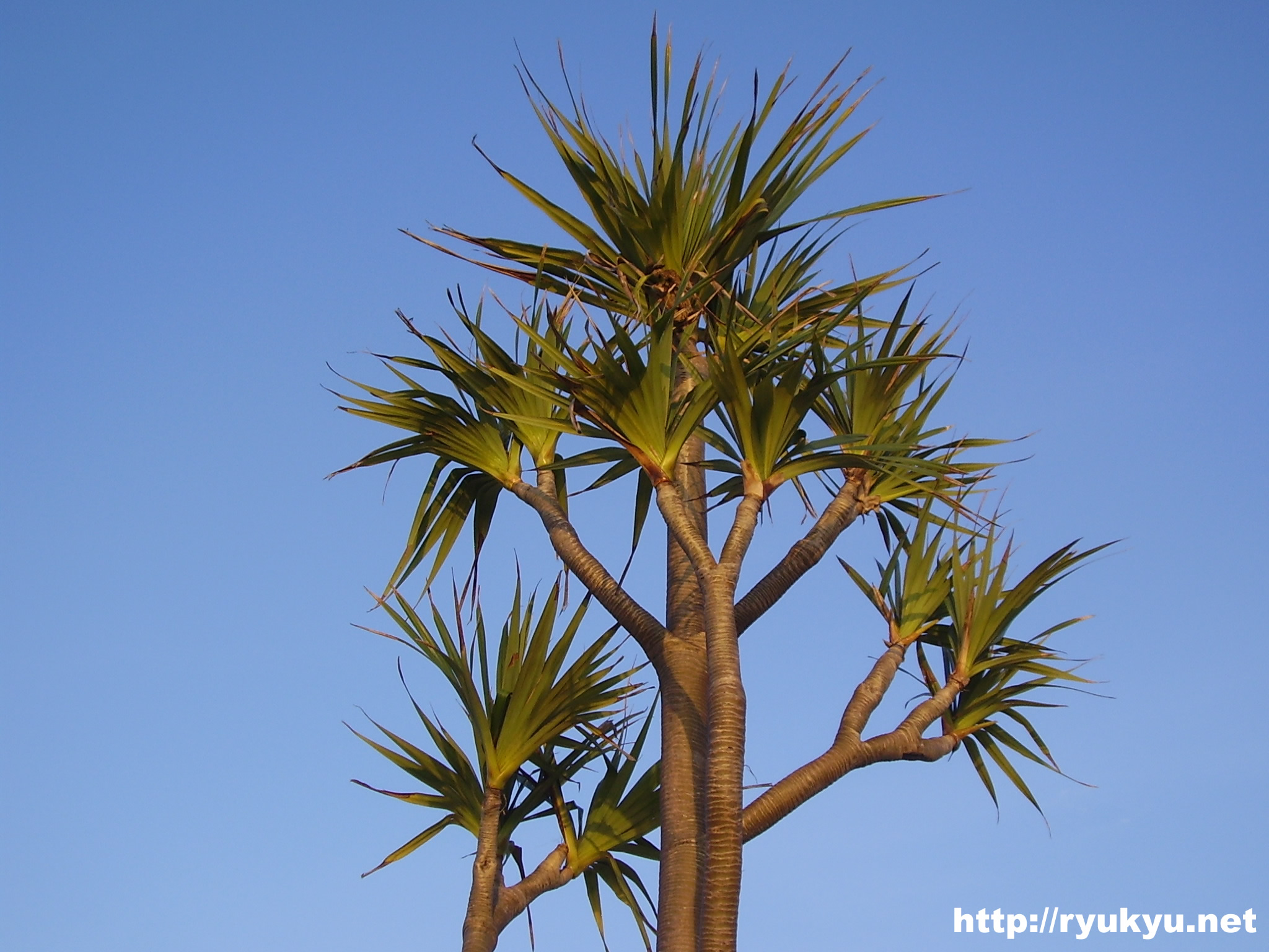 かりゆしビーチ