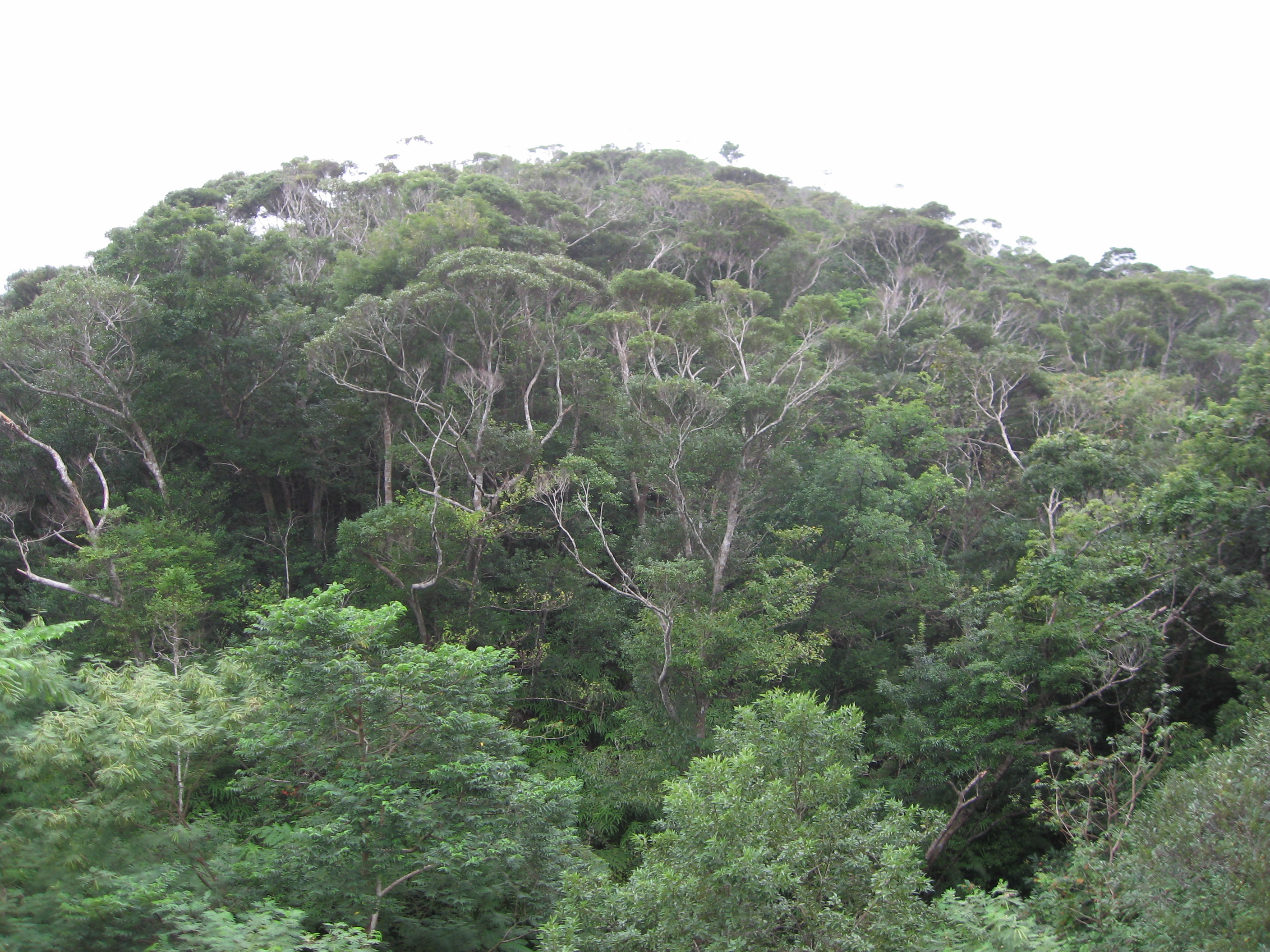 国頭村[国道７０号沿い]