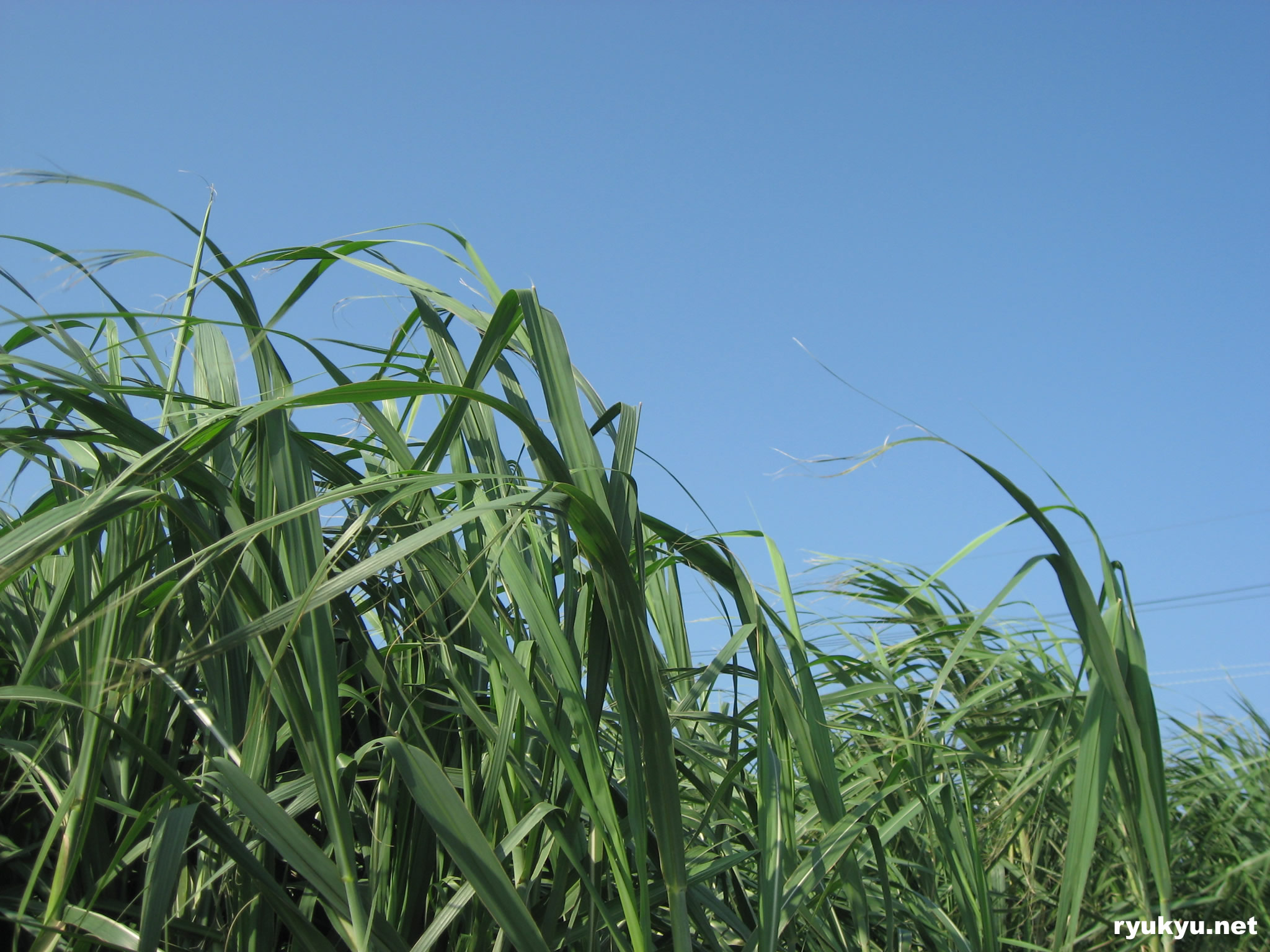 さとうきび[読谷]